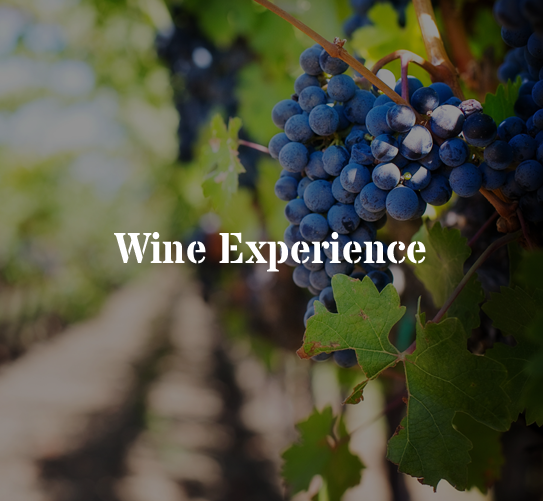 Wine Experience